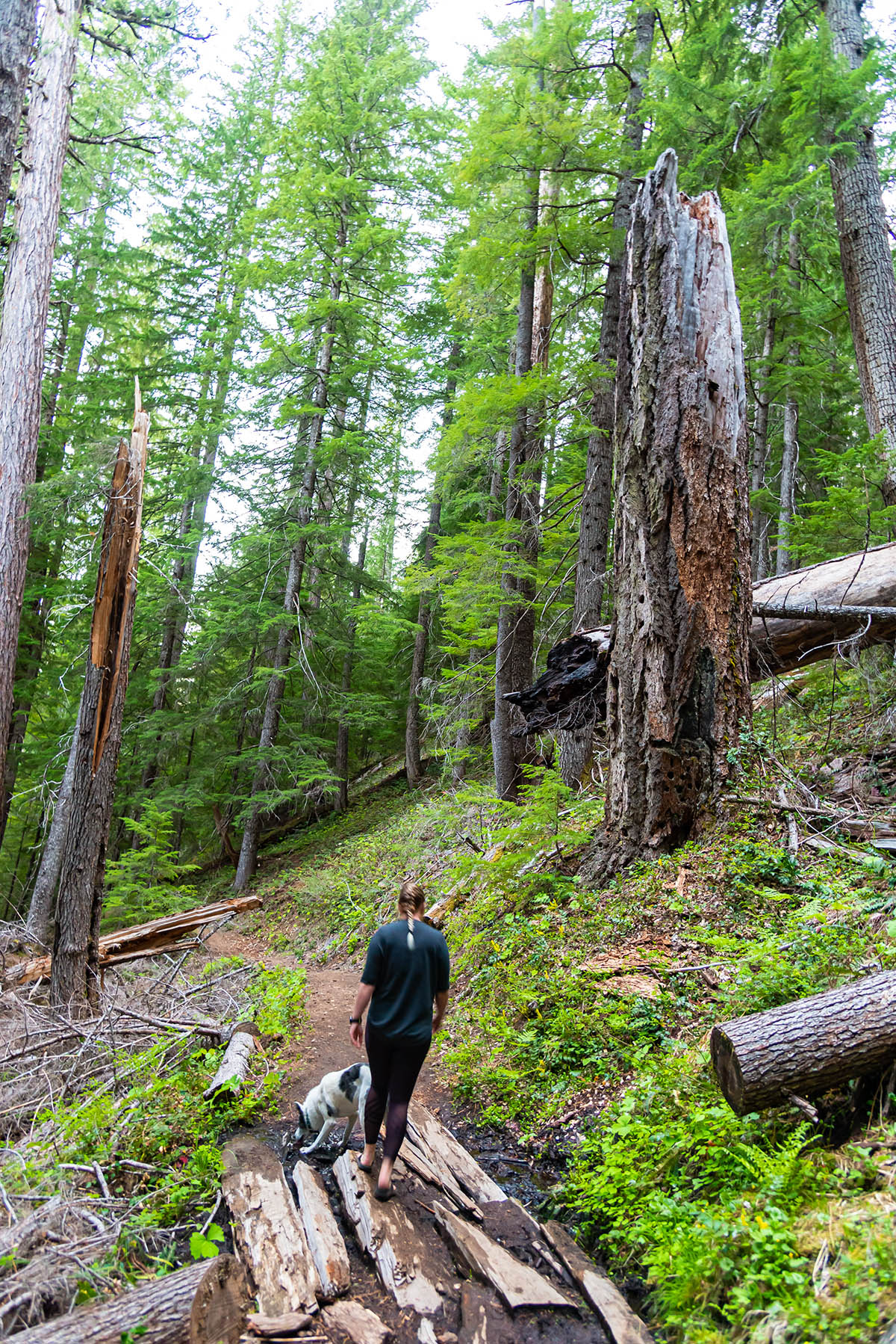 National Creek Falls Hike Image