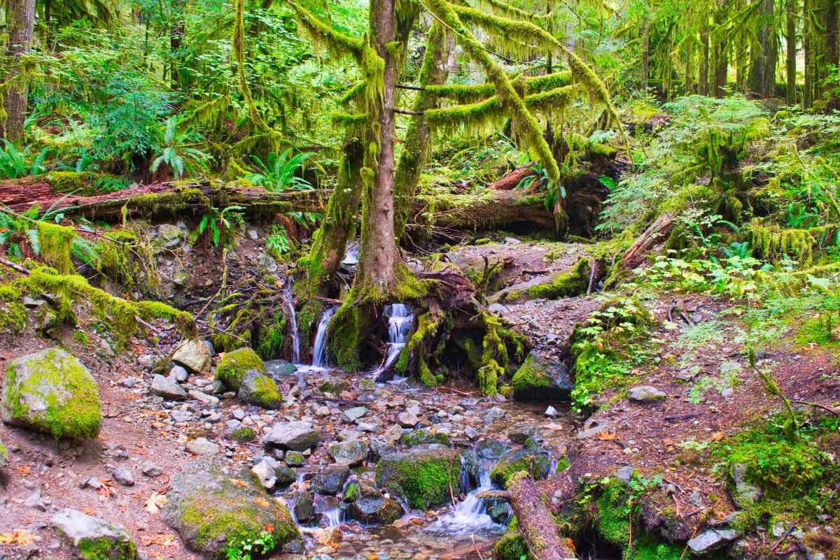Opal Pool Hike Image