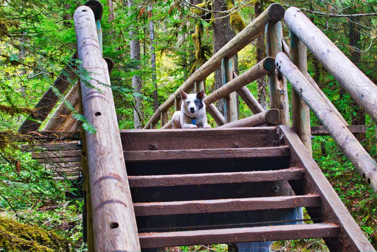 Opal Pool Hike Image