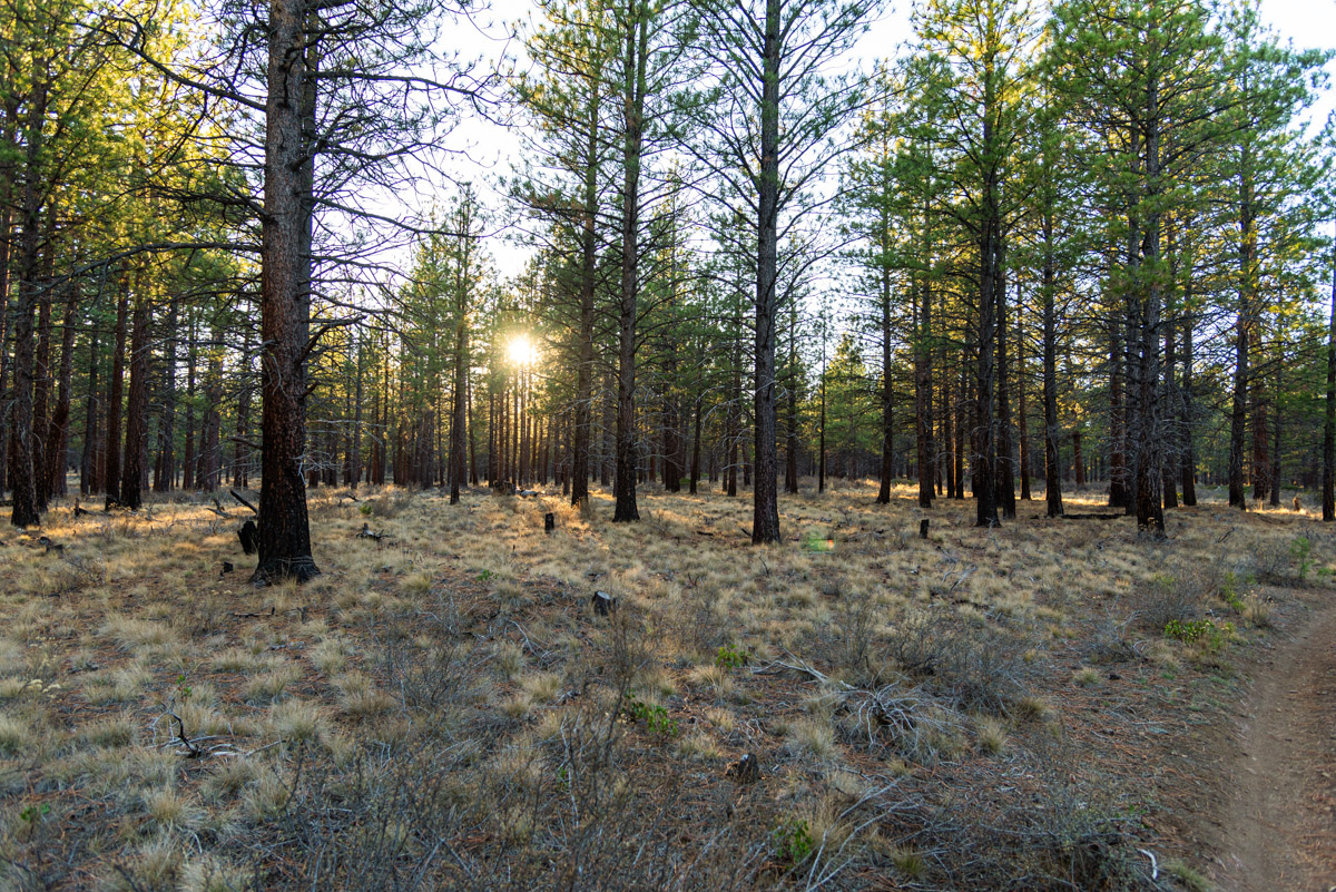 Peterson Ridge Loop Hike Image