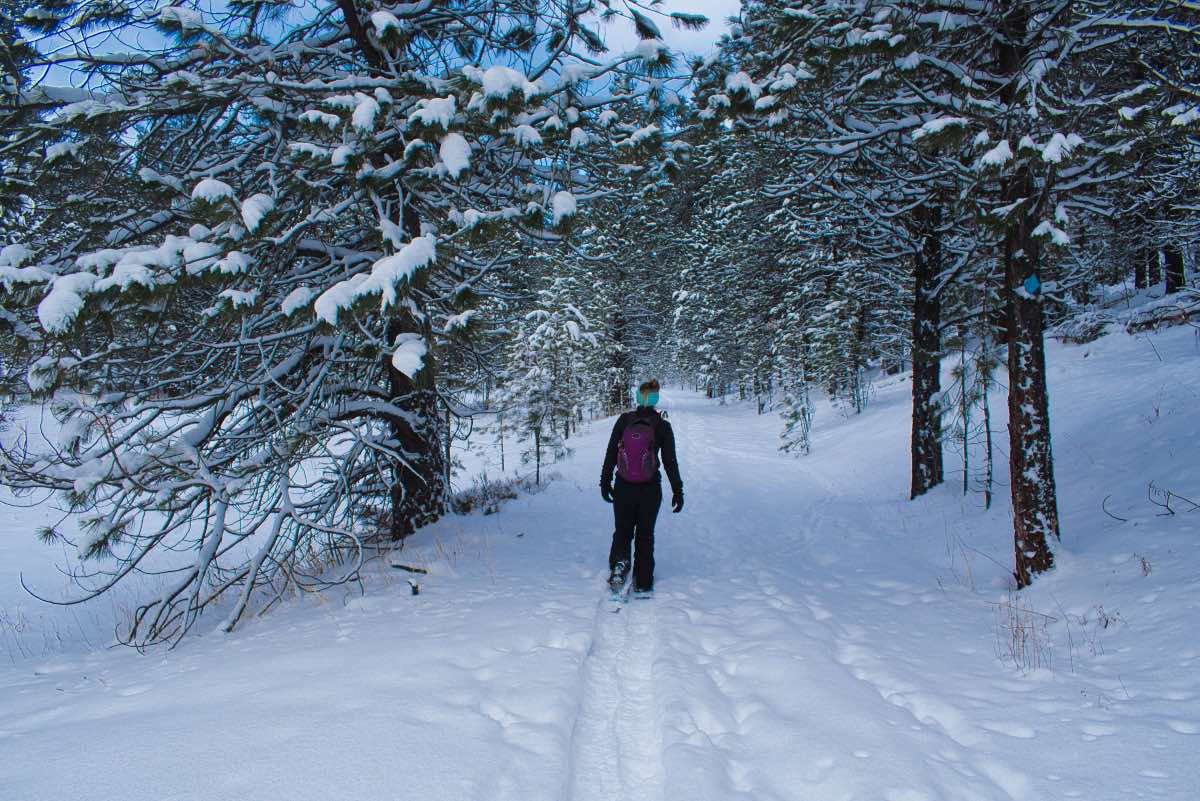 Bandit Springs Ponderosa Loop Hike Image