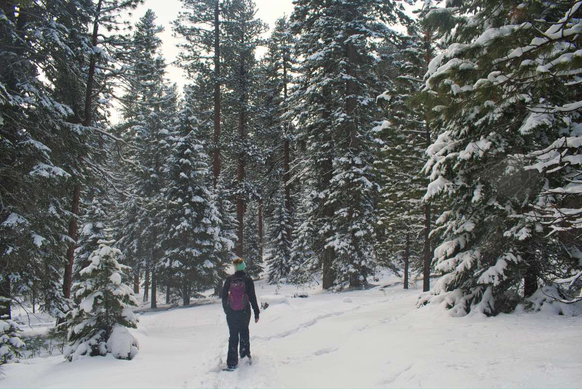 Bandit Springs Ponderosa Loop Hike Image