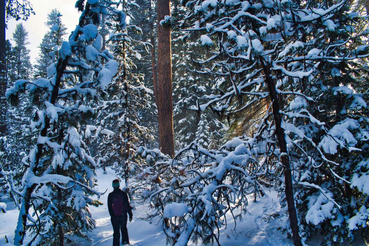 Bandit Springs Ponderosa Loop Hike Image