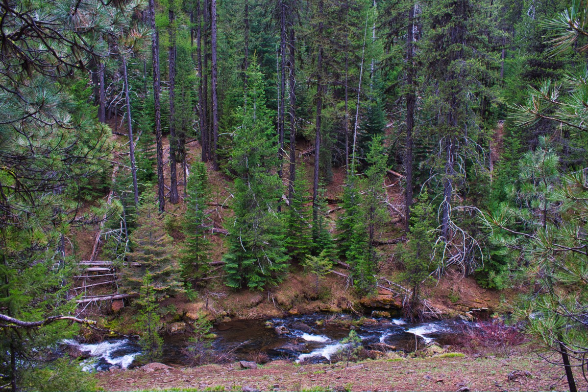 Rock Creek Trail Hike Image