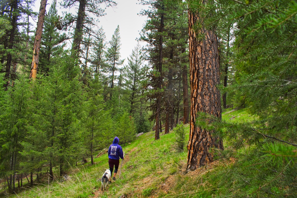 Rock Creek Trail Hike Image