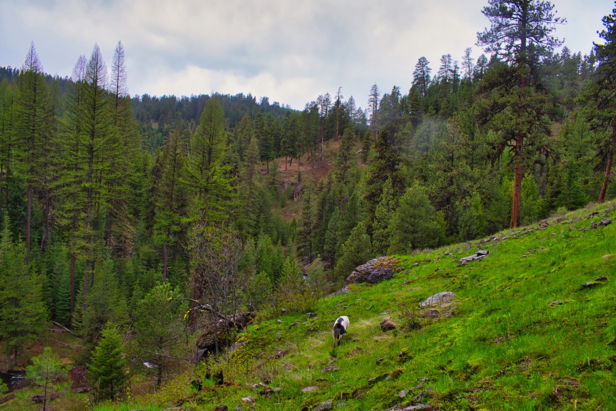 Rock Creek Trail Hike Image