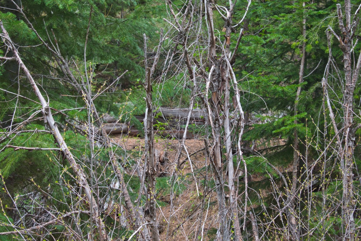 Rock Creek Trail Hike Image