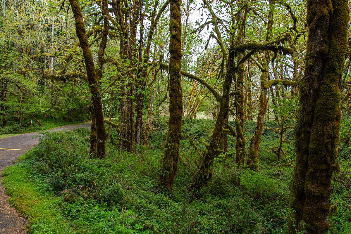 Soda Creek Falls Hike Image
