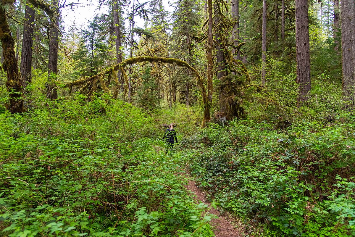 Soda Creek Falls Hike Image