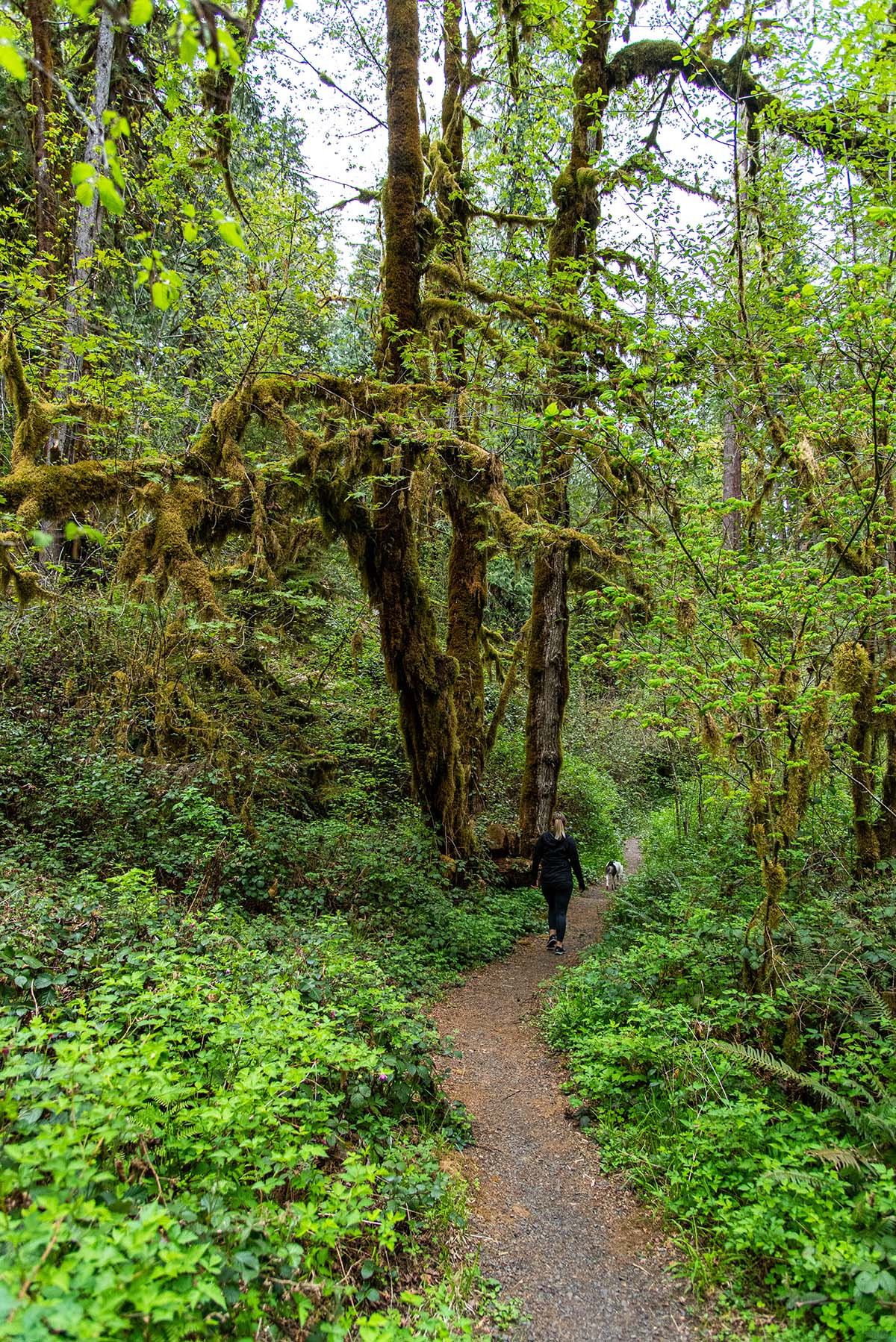 Soda Creek Falls Hike Image