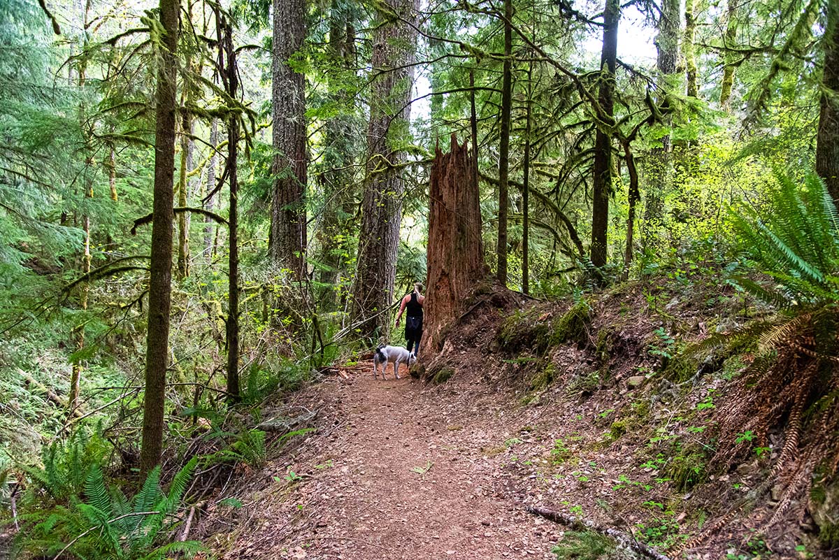 Soda Creek Falls Hike Image