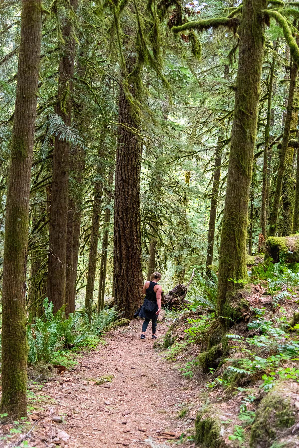 Soda Creek Falls Hike Image