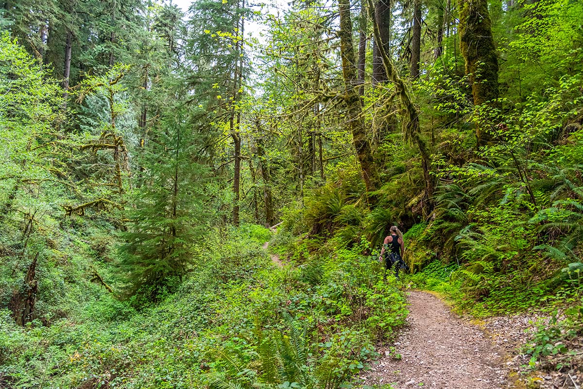 Soda Creek Falls Hike Image