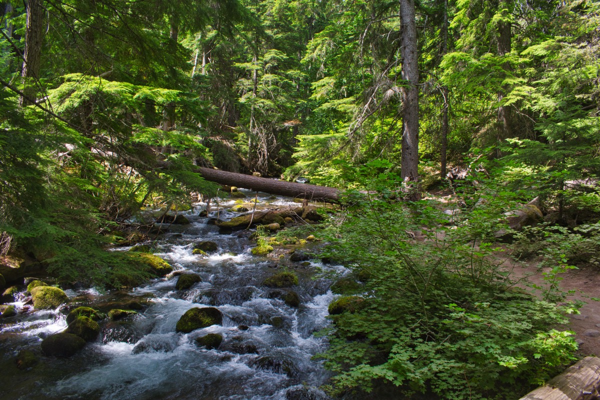 Tamanawas Falls Hike Image