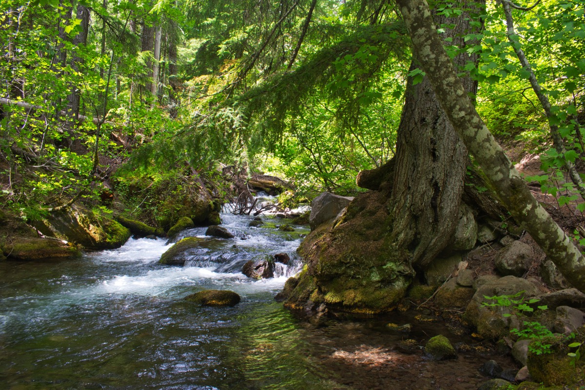 Tamanawas Falls Hike Image
