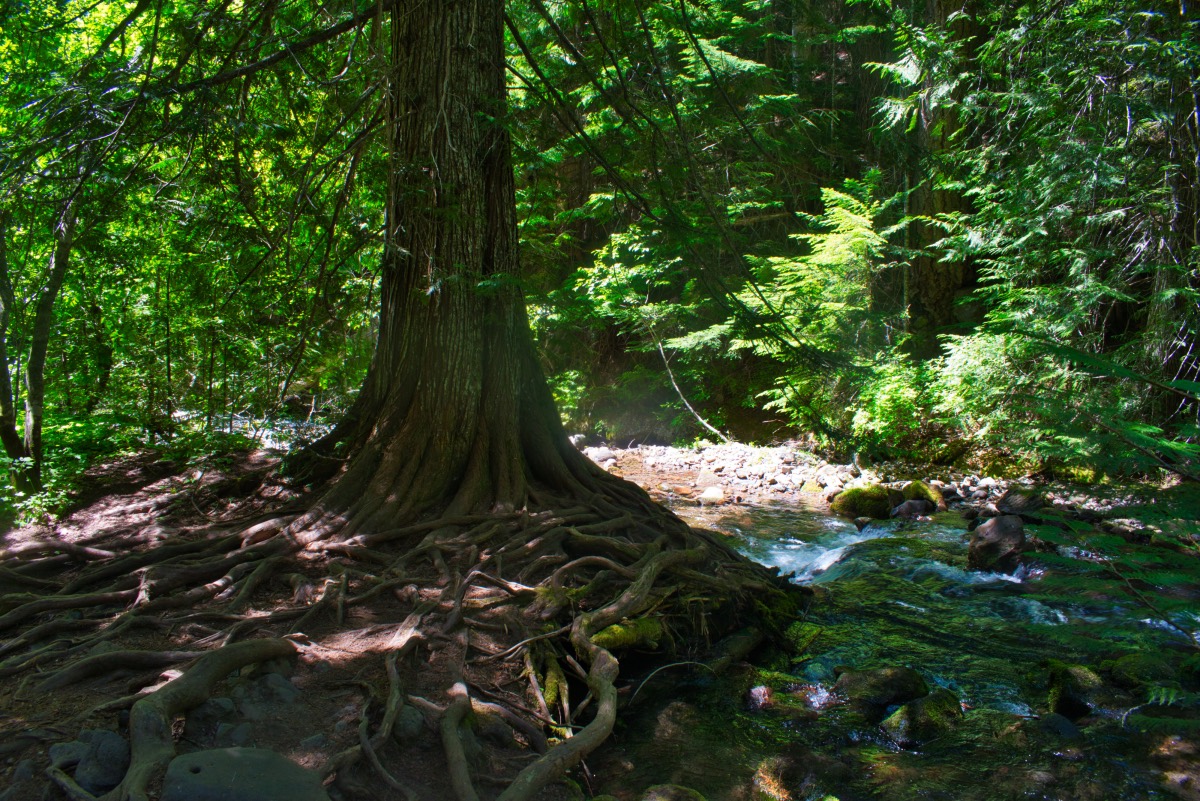 Tamanawas Falls Hike Image