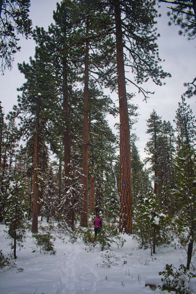 Tesla Loop Hike Image