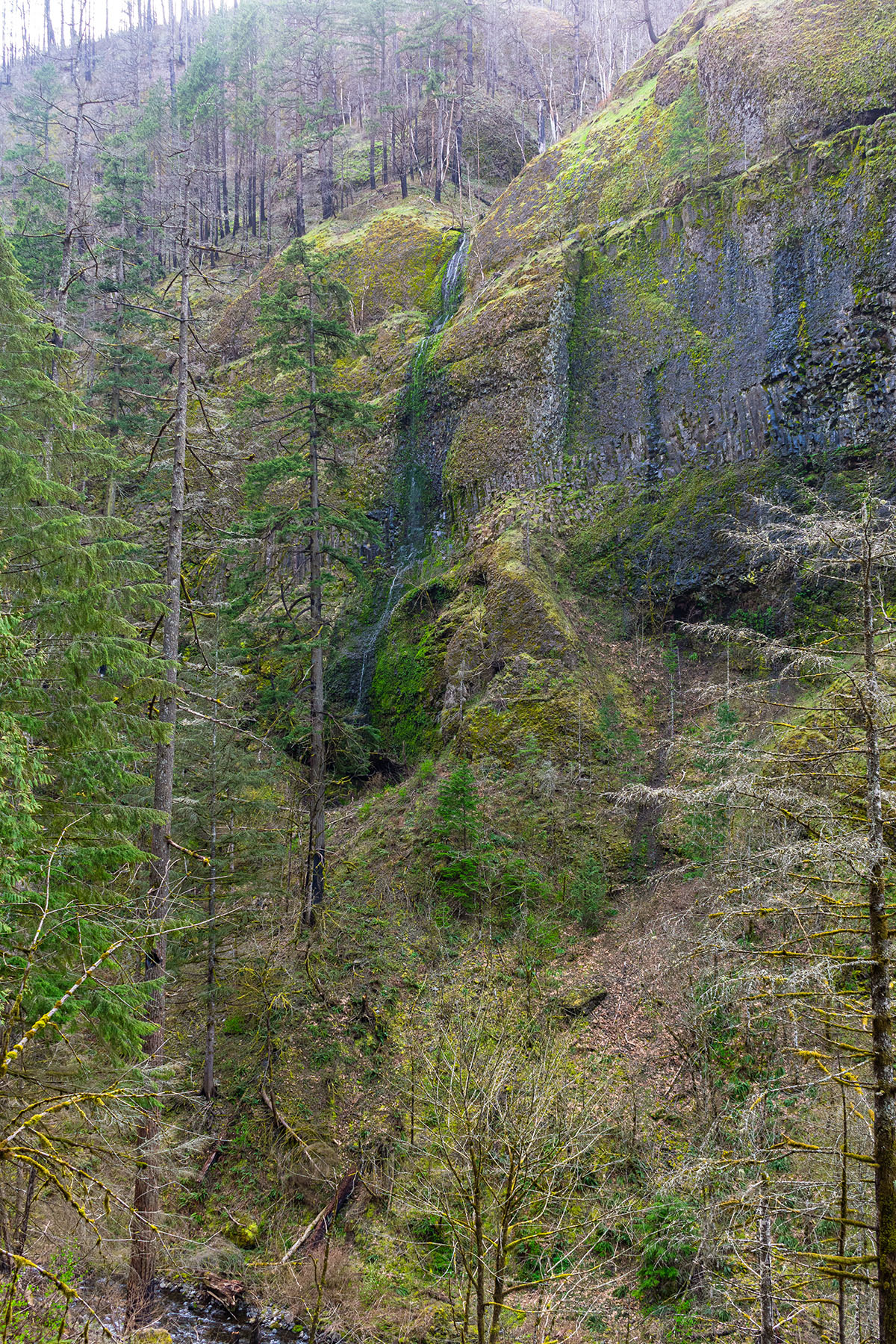Wahclella Falls Hike Image