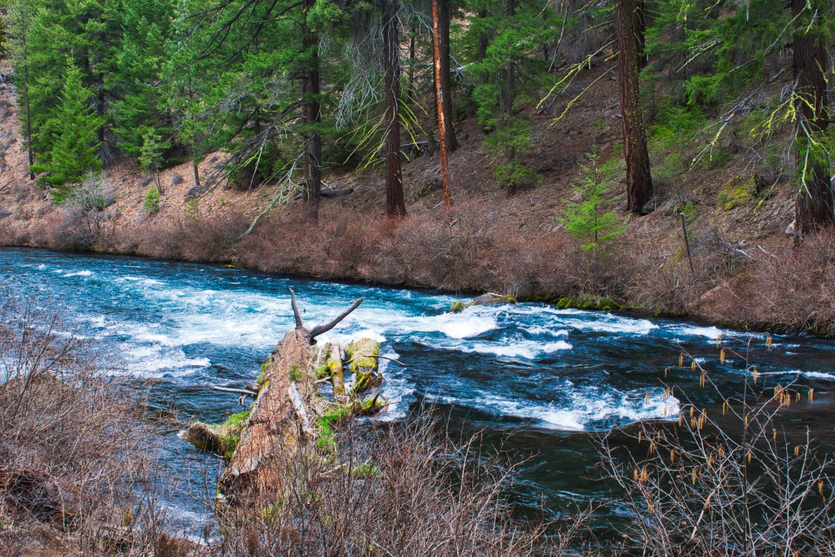 West Metolius Trail Hike Image