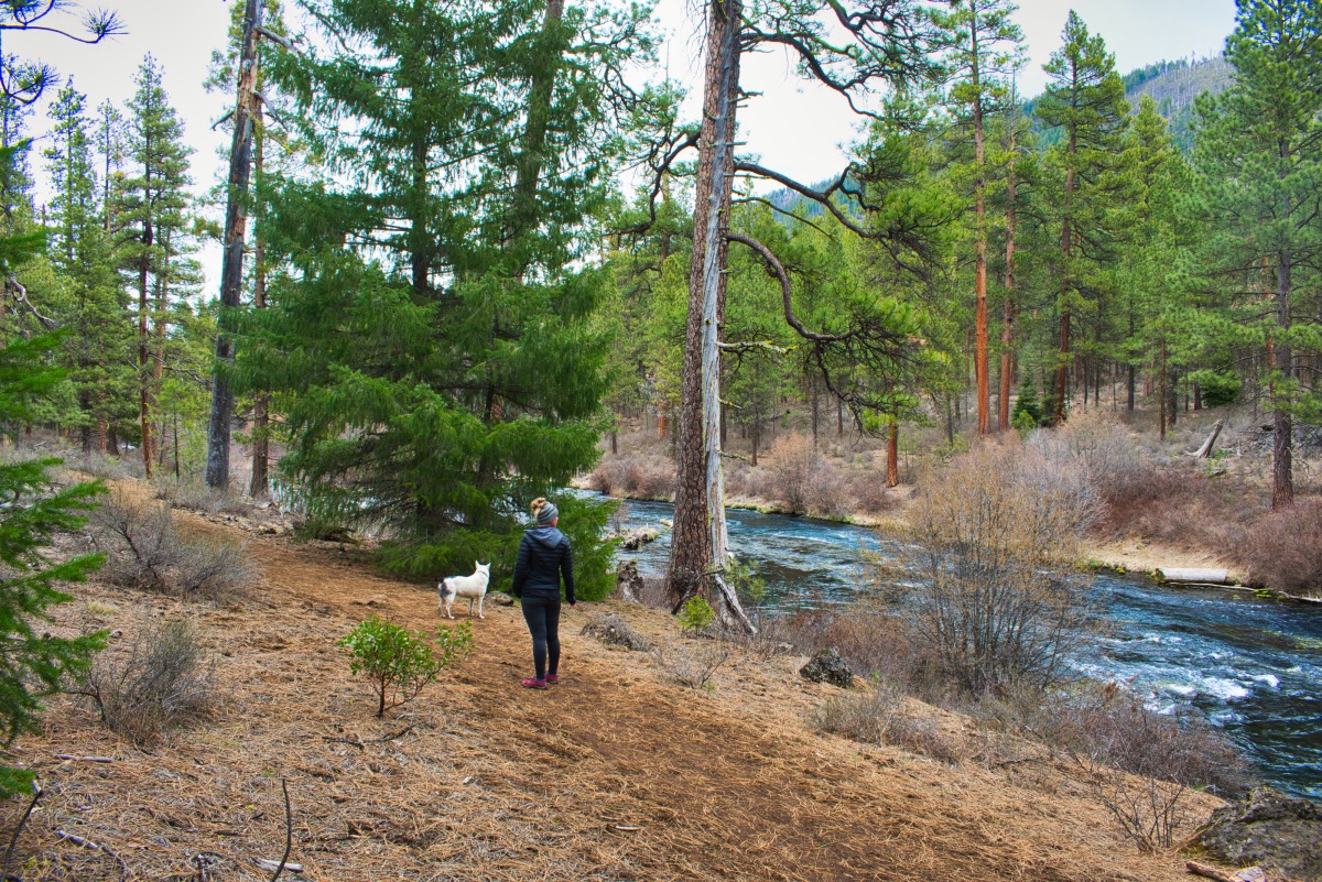 West Metolius Trail Hike Image