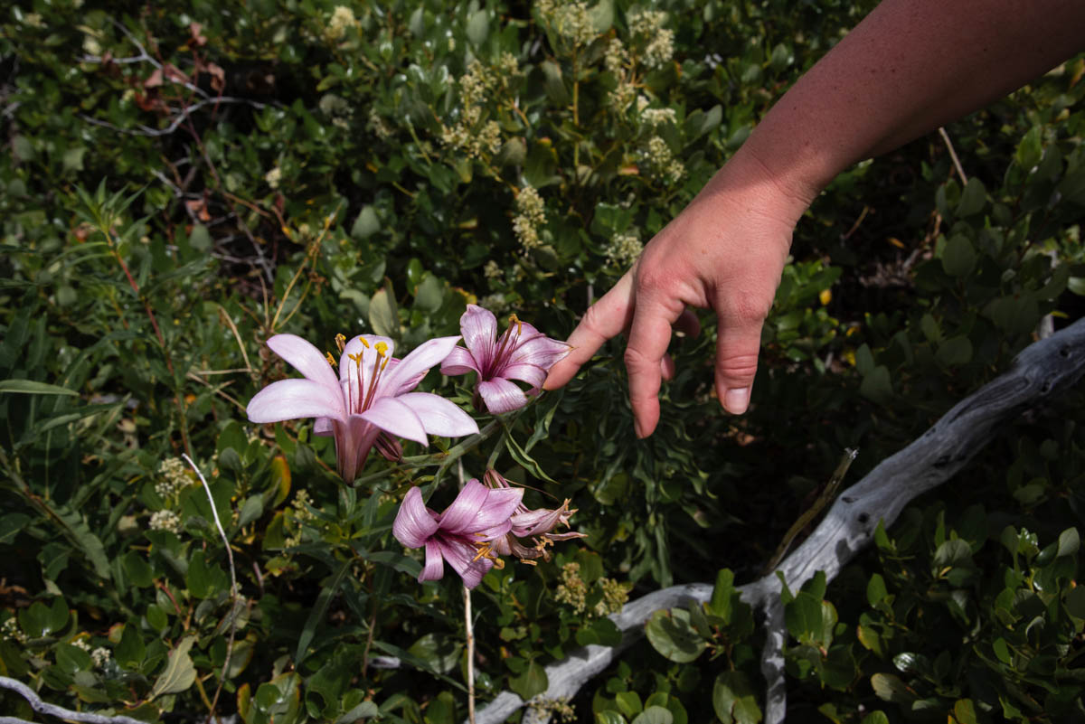 Whychus Creek Trail Hike Image
