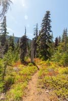 Carl Lake Image Thumbnail