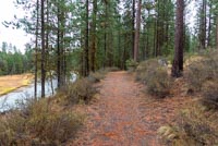 LaPine State Park - Cougar Woods Image Thumbnail