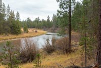 LaPine State Park - Cougar Woods Image Thumbnail