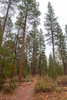 LaPine State Park - Cougar Woods Image Thumbnail