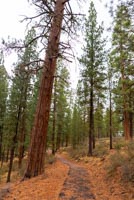 LaPine State Park - Cougar Woods Image Thumbnail