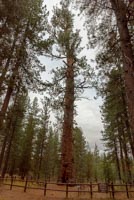 LaPine State Park - Cougar Woods Image Thumbnail