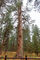 LaPine State Park - Cougar Woods Image Thumbnail