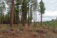 LaPine State Park - Deschutes Loop Image Thumbnail