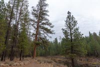 LaPine State Park - Deschutes Loop Image Thumbnail