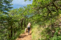 Dog Mountain Image Thumbnail
