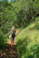 Dog Mountain Image Thumbnail