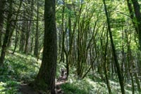 Dog Mountain Image Thumbnail