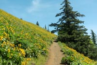 Dog Mountain Image Thumbnail