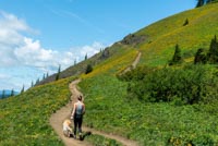Dog Mountain Image Thumbnail