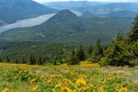 Dog Mountain Image Thumbnail