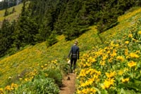 Dog Mountain Image Thumbnail