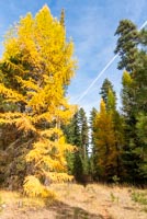 Metolius Preserve - Grand Tour Image Thumbnail