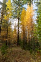 Metolius Preserve - Larch Loop Image Thumbnail