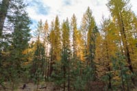 Metolius Preserve - Larch Loop Image Thumbnail