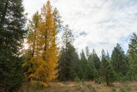Metolius Preserve - Larch Loop Image Thumbnail
