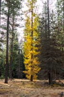 Metolius Preserve - Larch Loop Image Thumbnail