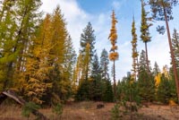Metolius Preserve - Larch Loop Image Thumbnail