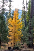 Metolius Preserve - Larch Loop Image Thumbnail