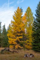 Metolius Preserve - Larch Loop Image Thumbnail