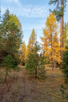Metolius Preserve - Larch Loop Image Thumbnail